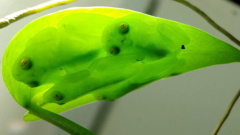 3 Sleeping Glassfrogs Transmitted Wide 958f0d8f2c20baebe2454d8c4d270607da56a2de S1400 C100.jpg