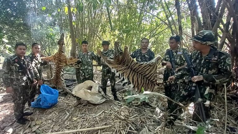 230307123016 Hunters Thailand Tiger Killing Jail.jpg