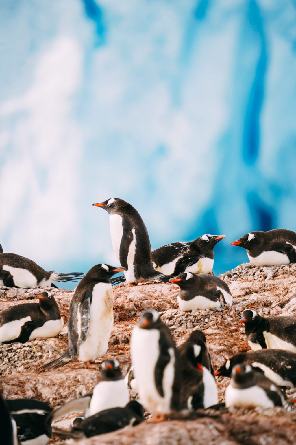 Arriving On Land In Antarctica 219.jpg