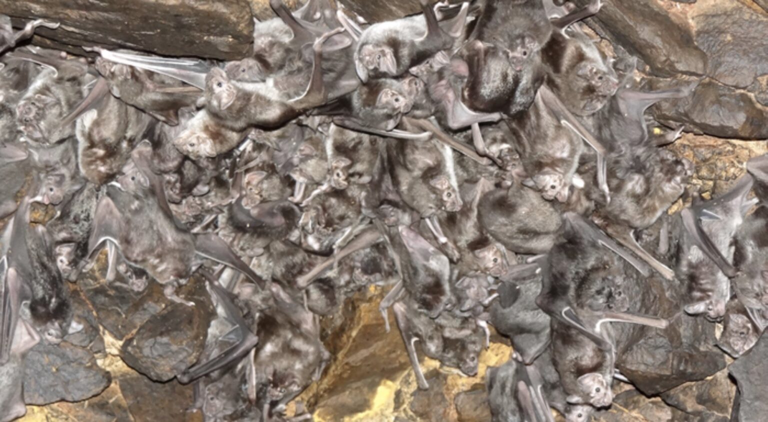 Vampire Bat Cluster.jpg