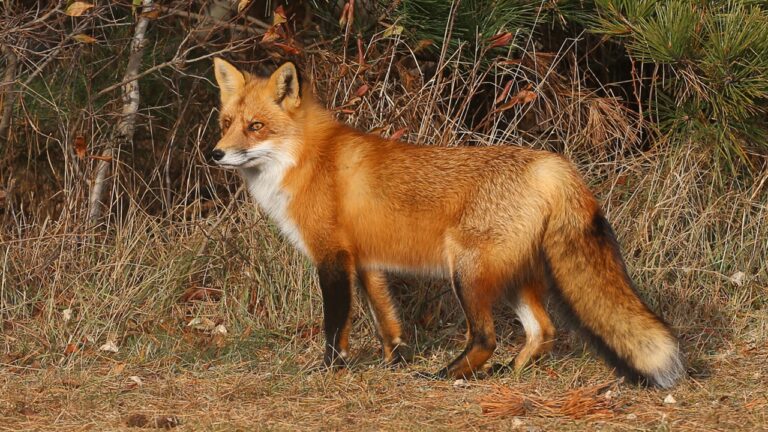 Istock Fox.jpg