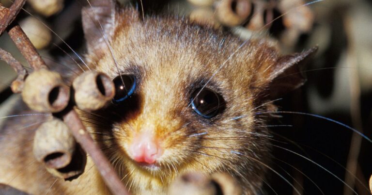 Mountainpygmypossum Science Bcdj6k.jpg