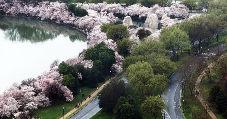 Cherryblossoms Dc Science Gettyimages 1477940874.jpg