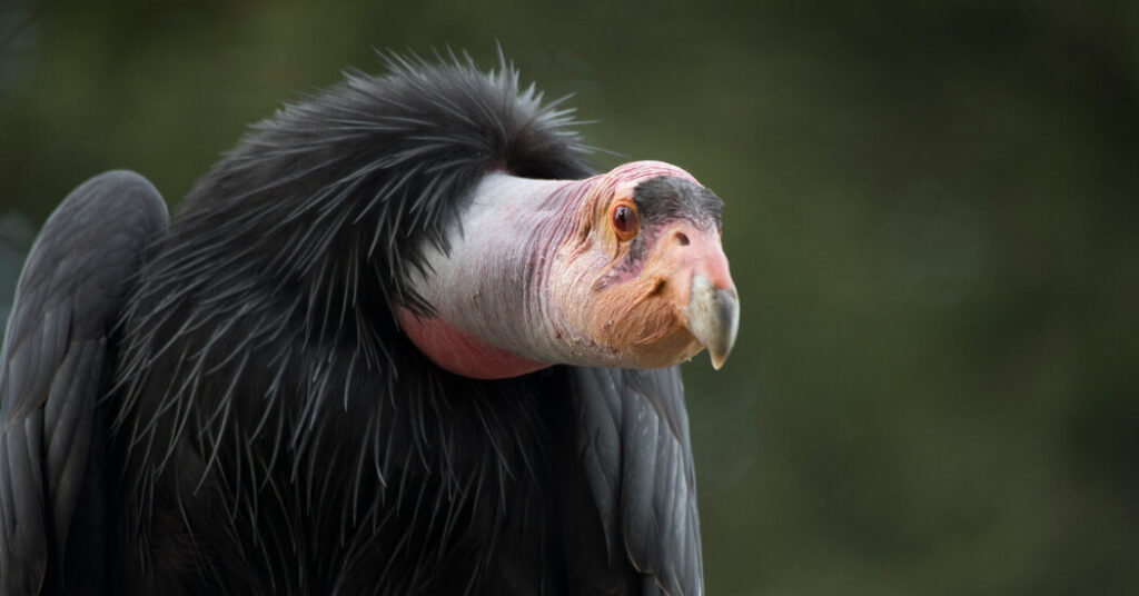 00sci eggs condor bvgf facebookjumbo.jpg