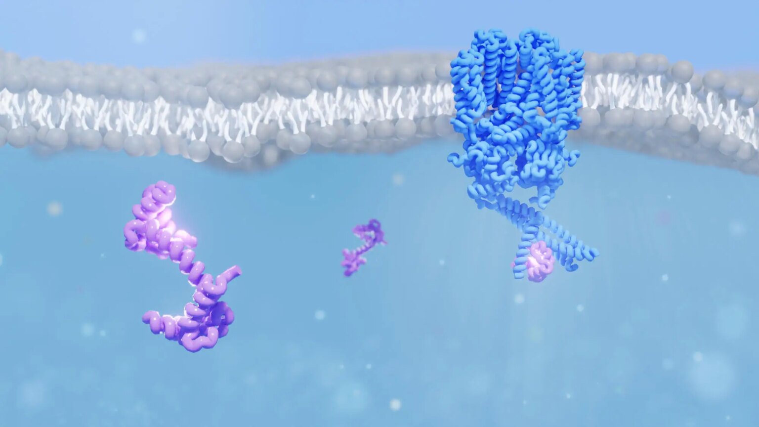 Calmodulin Interacting With The Rod Cng Ion Channel.jpg