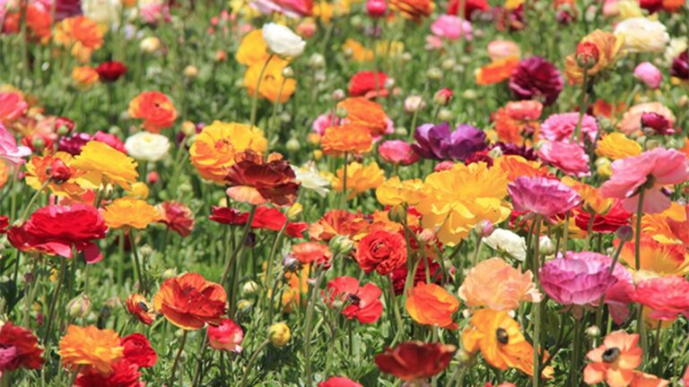 Carlsbad Flower Fields Tina Griffin E1620759012893.jpg