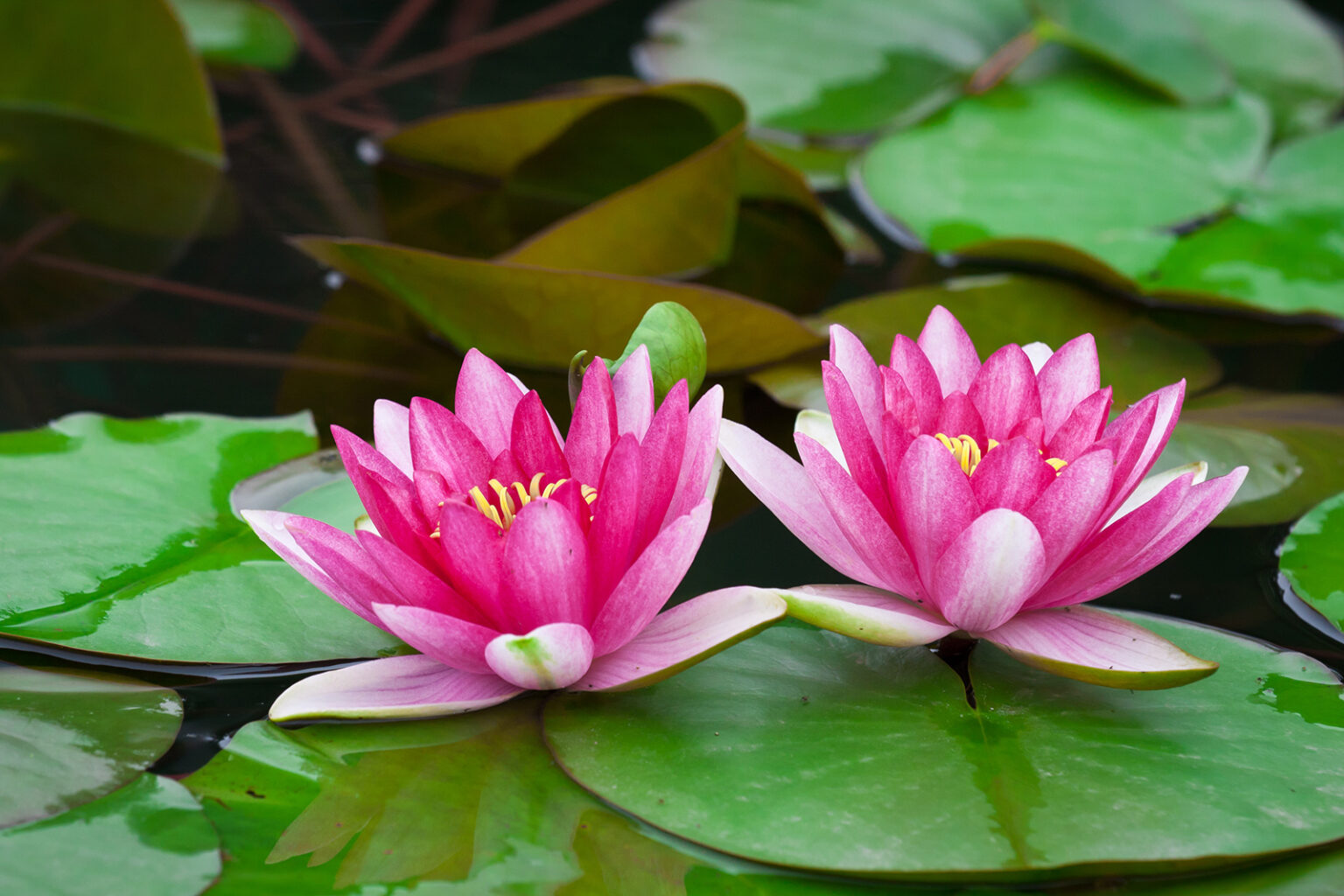 Lotus Header.jpg