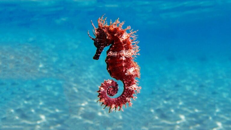 Seahorse.jpg