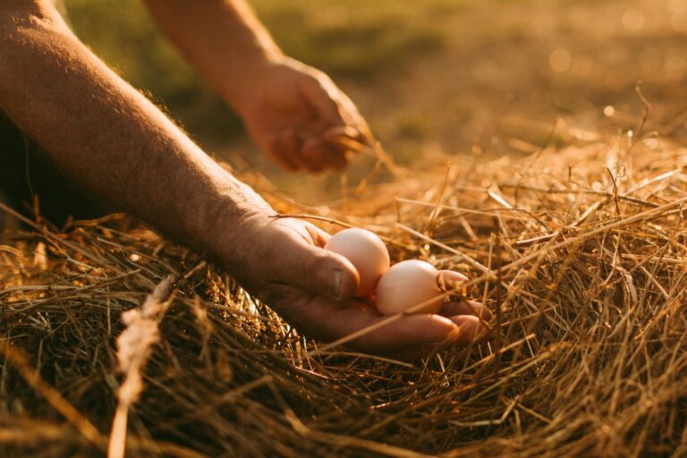 Farmer Collecting Organic Eggs.jpg S1024x1024wisk20c1v6h44dhfajy5ju Kywdgtvrjrjyedmqtvxm2racyzy.jpg