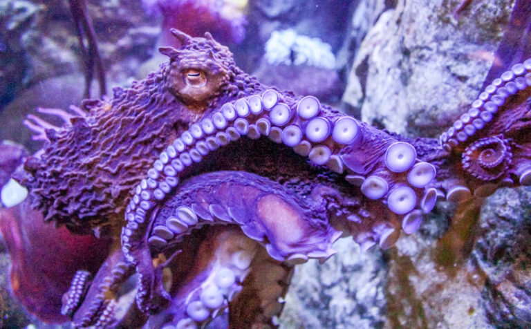 Octopus.jpg