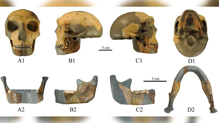 230810035045 Ancient Skull China Human Evolution Scli Intl.jpg