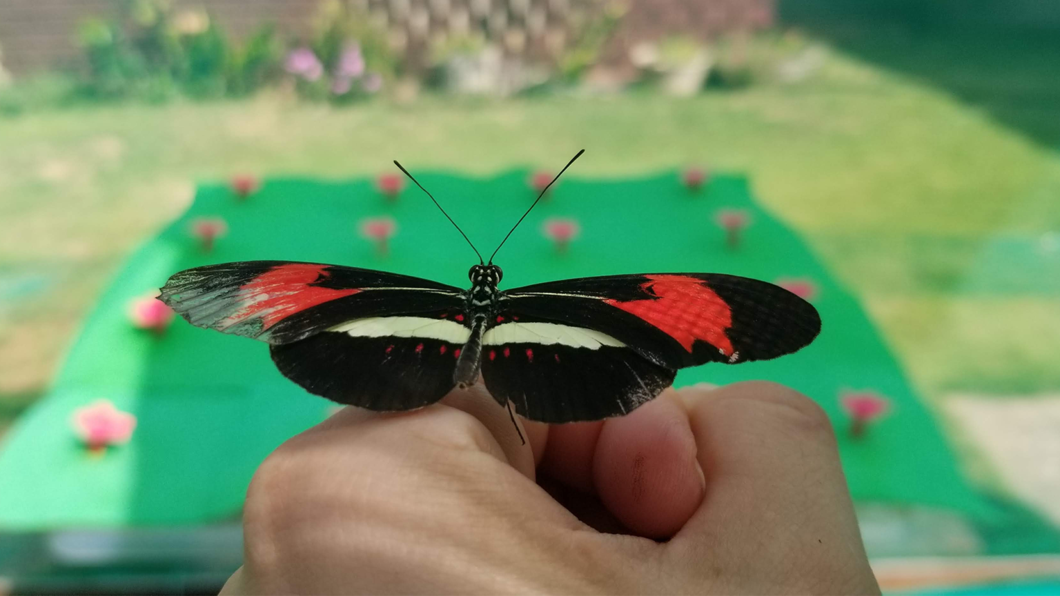 Heliconius Butterfly Spatial Learning.png