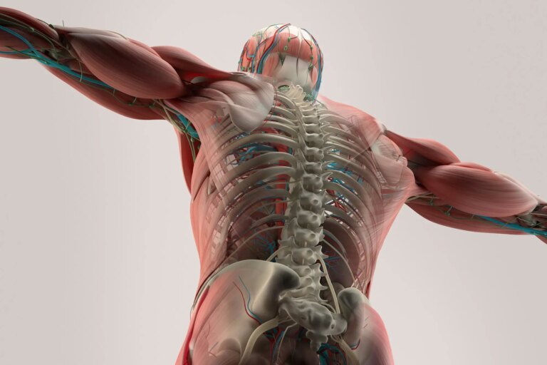 Human Anatomy Back Spine Muscle Bone.jpg