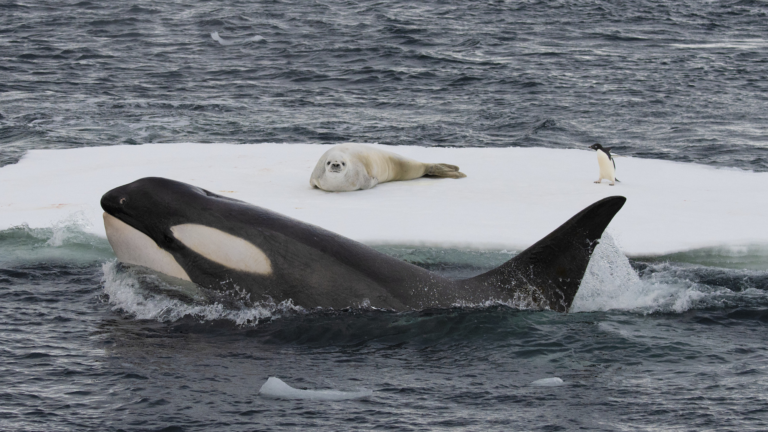 Antarctic Orca Whale Hunting.png