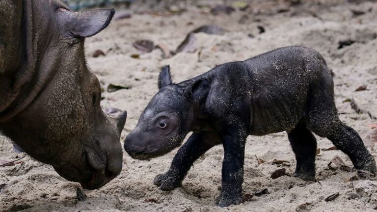 231002211521 01 Sumatran Rhino Calf Indonesia.jpg