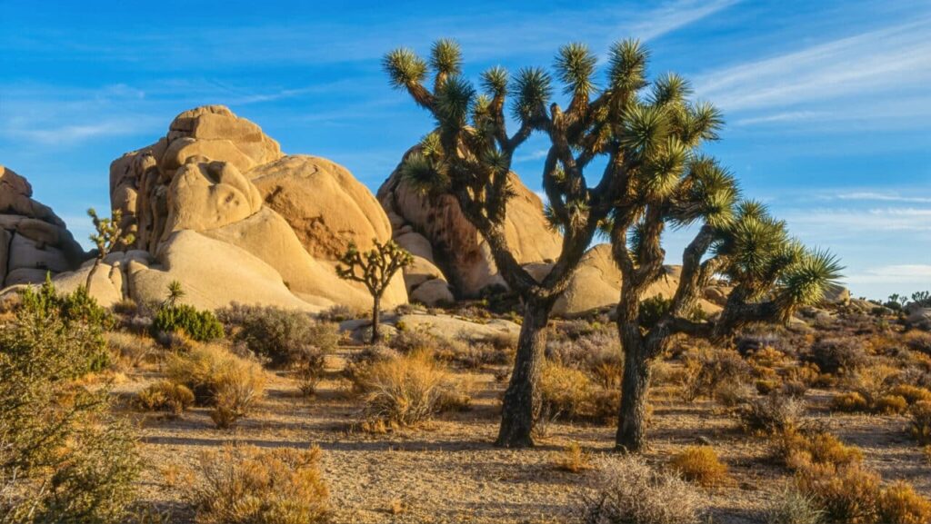 Joshua Tree Park Scaled E1695850001926.jpg