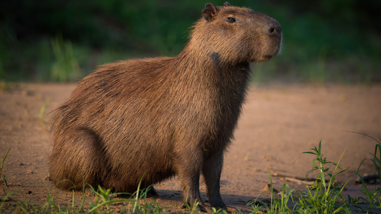 Capybara riverbank.png