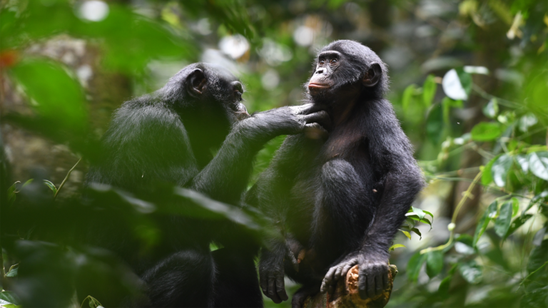 Wild Bonobo Cooperation.png