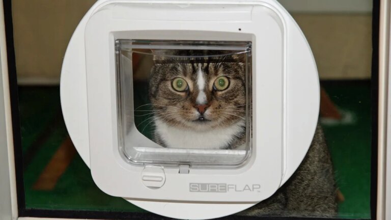 2 How This Ai Device Can Keep Your Home Free Of Cats Carrying Critters Inside Catflap.jpeg