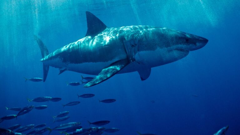Great White Shark.jpg