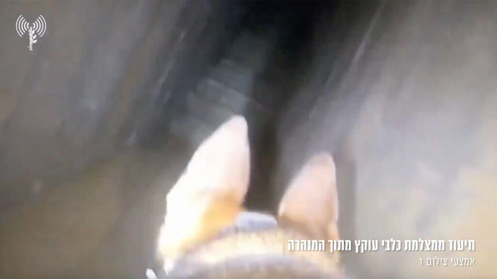 Idf Canine Tunnels.jpg