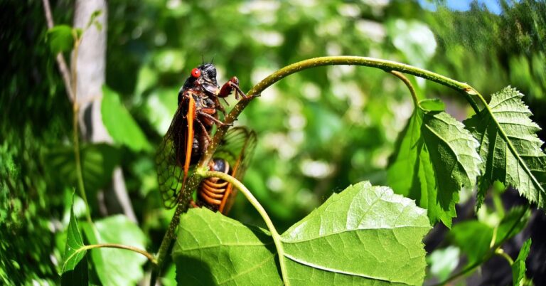 Cicadas Science Lede Gettyimages 1233311436.jpg