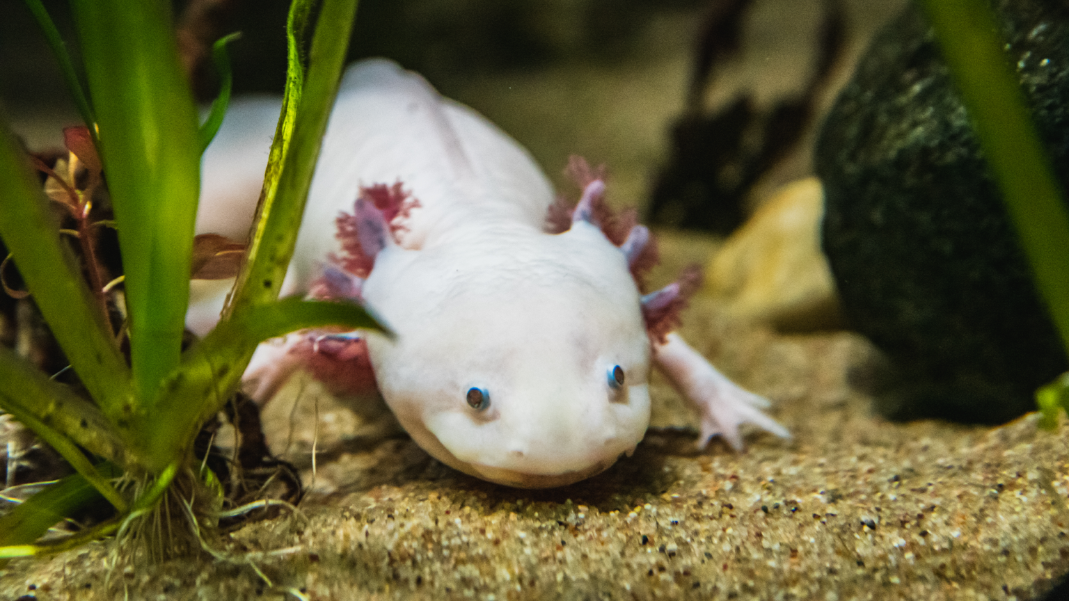 White Axolotl.png