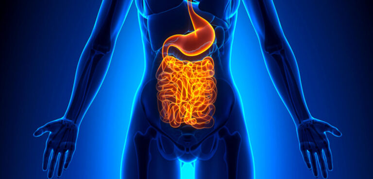 Gut Intestines By Decade3d.jpg