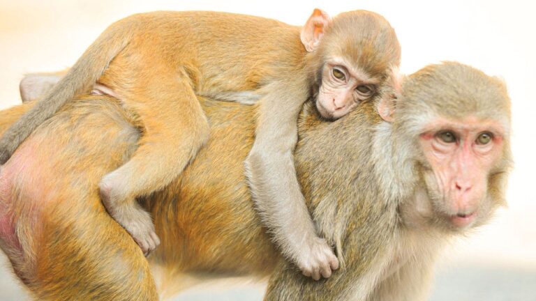 Rhesus Macaque Monkeys.jpg