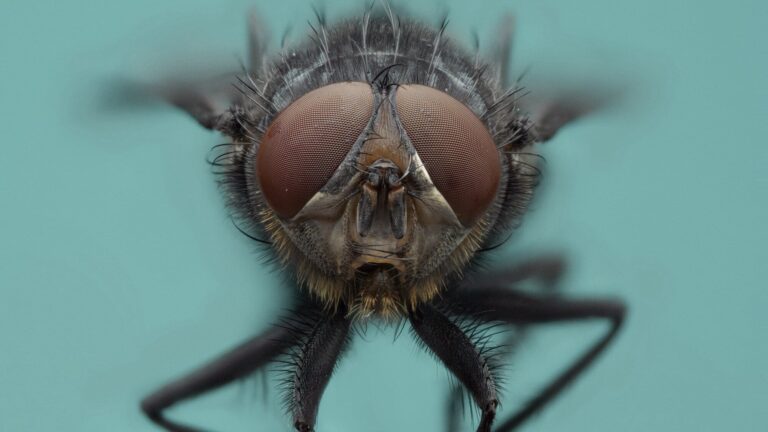 Fly Real Bugs Life.jpg