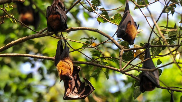 Fruit Bats.jpeg