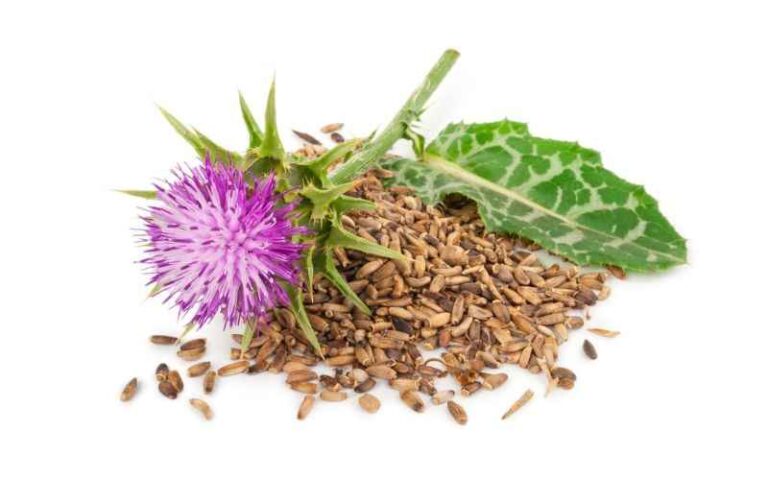 Milk Thistle.jpeg