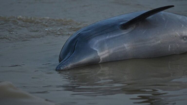 230930204341 01 Amazon River Dolphins Dead Drought.jpg