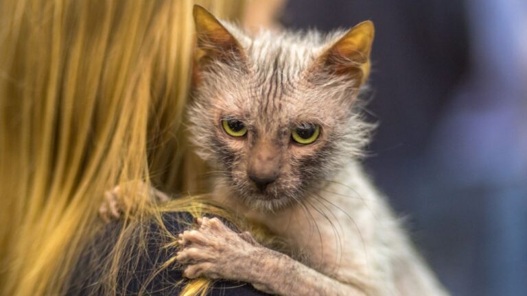 Lykoi Cat Breed.jpg