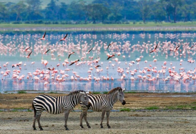 The Best Travel Destinations For Nature Lovers Two Zebras In With Background Flamingo.jpg