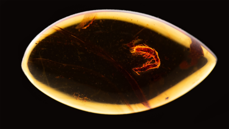 Amber Fossil Termite.png