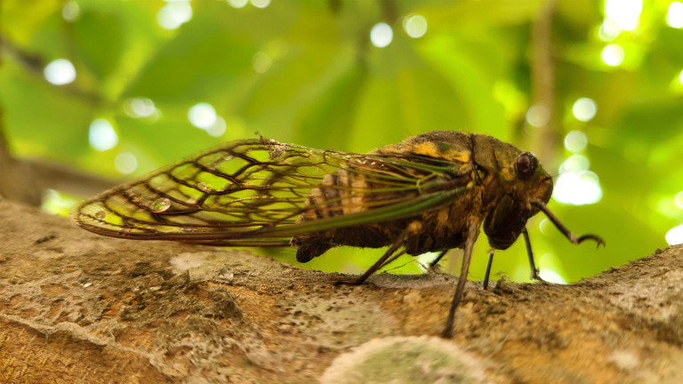 Cicada On Tree.png