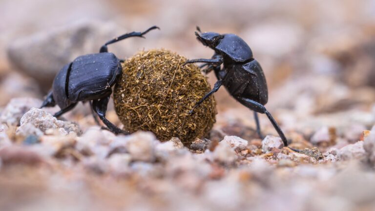 Dung Beetles.jpg