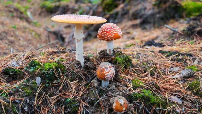 Mushrooms Forest 1.jpg