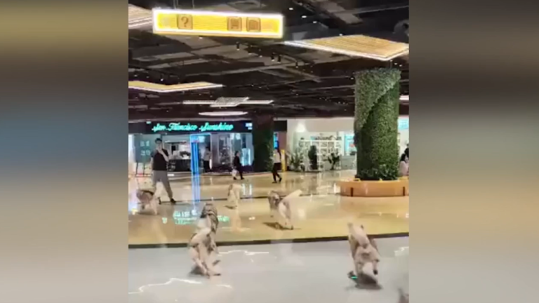 Huskies Loose In Mall.png