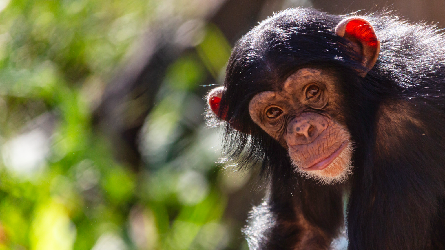 Juvenile Chimpanzee.png