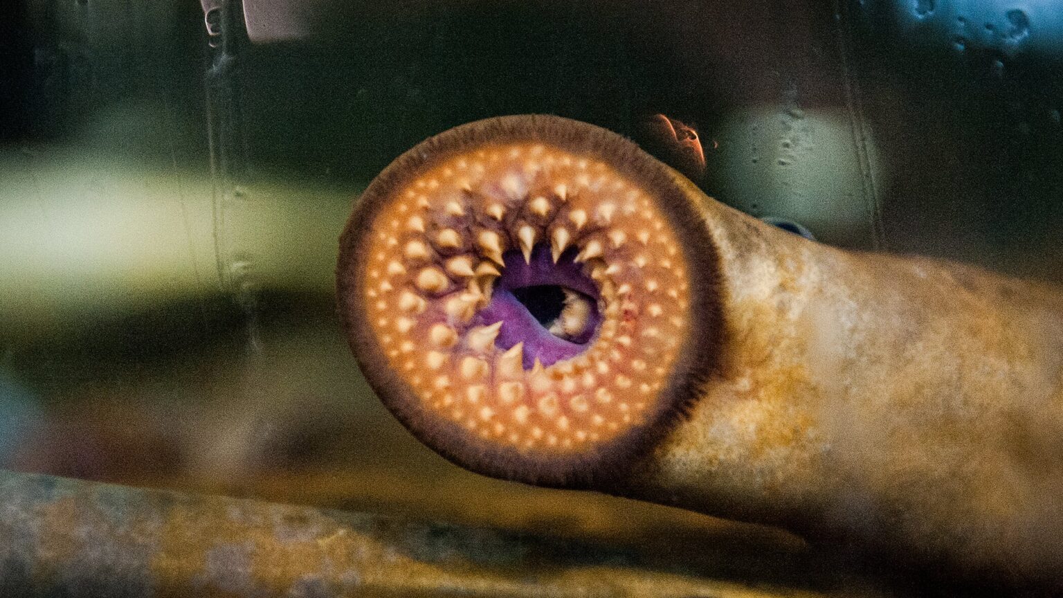 Lamprey.jpg