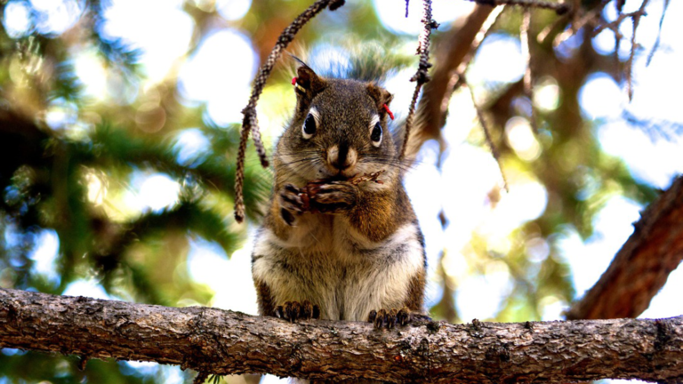 Red Squirrel.png