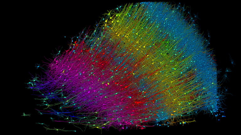 Six Layers Of Excitatory Neurons Colored By Depth.png