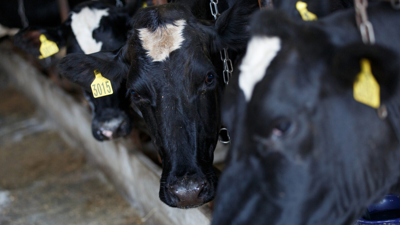 Cows Farm.jpg