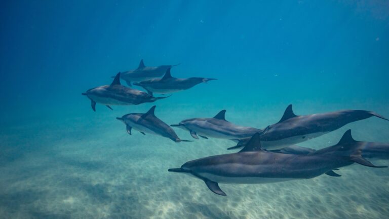 Dolphins.jpg