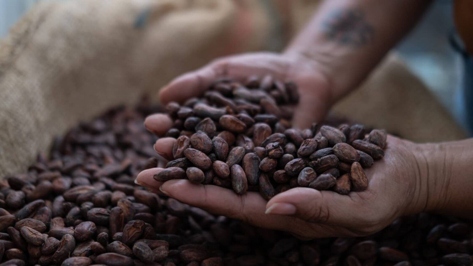 107429205 1718372908360 Gettyimages 2105322411 Colombia Cacao Production.jpeg