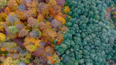 Aerial View Of Forest.jpg
