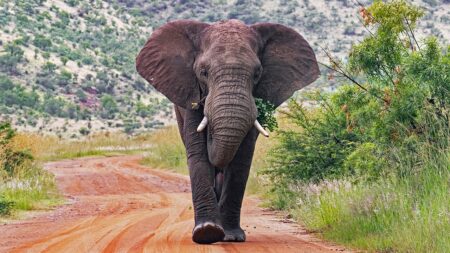 Elephant South Africa.jpg
