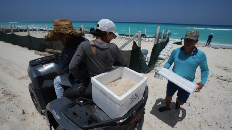 Mexico Turtle Eggs.jpg